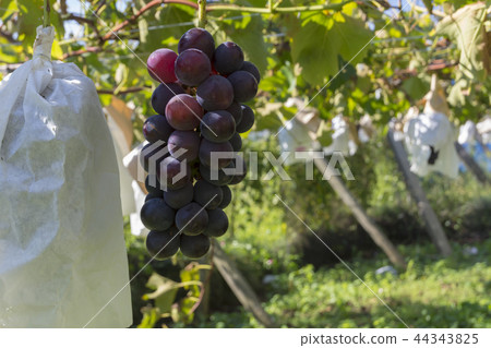 Fujishima Fuji Minori wine shelf Fujishima Fuji Minori wine shelf 44343825