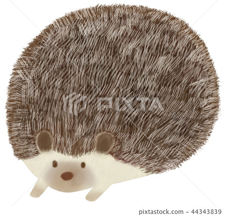 Hand drawn animal hedgehog Hand drawn animal hedgehog 44343839