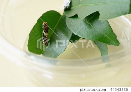 Namihaha的第3齡幼蟲休息 Namihaha的第3齡幼蟲休息 44343886