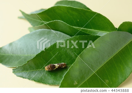 3rd instar larva of Namihaha at rest 44343888