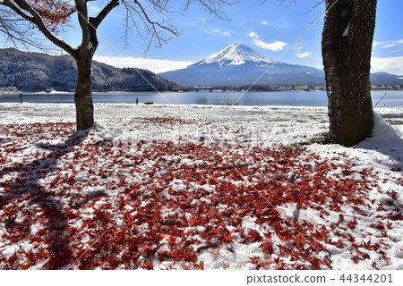 Snowy Lake Kawaguchi near the edge of fallen leaves and Mt. Fuji Snowy Lake Kawaguchi near the edge of fallen leaves and Mt. Fuji 44344201