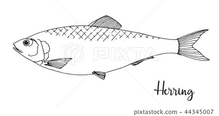 Hand drawn herring. Vector illustration Hand drawn herring. Vector illustration 44345007