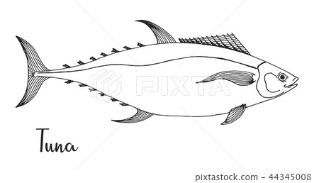 Hand drawn tuna. Vector illustration Hand drawn tuna. Vector illustration 44345008