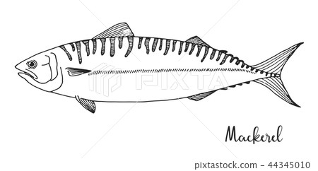 Hand drawn mackerel. Vector illustration 44345010