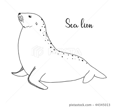 Hand drawn sea lion. Vector illustration Hand drawn sea lion. Vector illustration 44345013