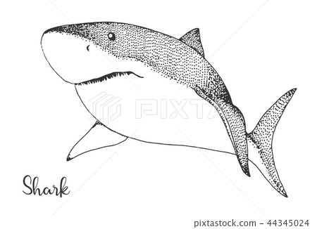 Hand drawn shark. Vector illustration Hand drawn shark. Vector illustration 44345024