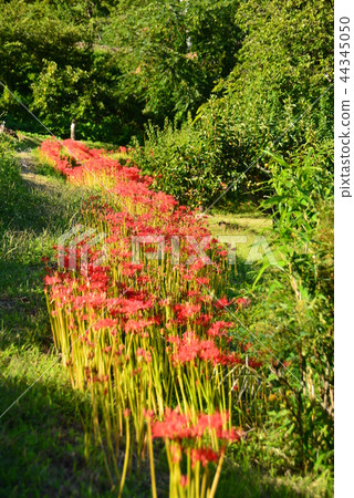 當群集孤挺花開花時 當群集孤挺花開花時 44345050