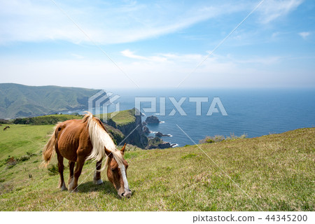 Oki Island Nishinoshima Town Oki Island Nishinoshima Town 44345200