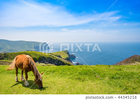 Oki Island Nishinoshima Town 44345218