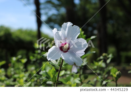 Mallow Family "Summer Sky" 44345229