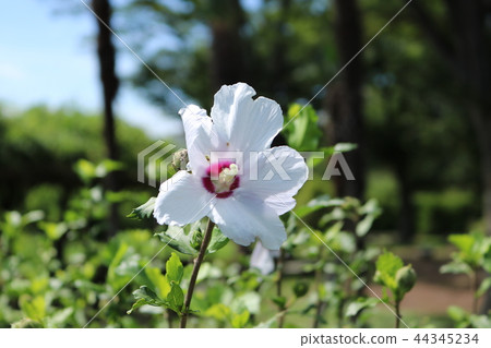 錦葵家族“夏日的天空” 錦葵家族“夏日的天空” 44345234