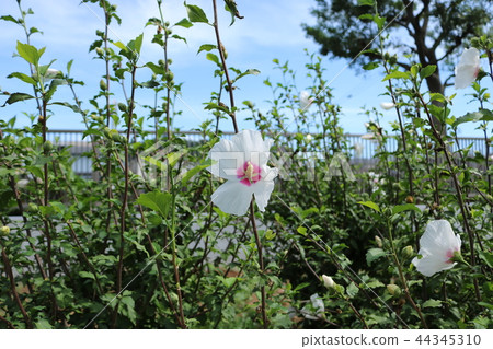 Mallow mauve "Hinomaru" Mallow mauve "Hinomaru" 44345310
