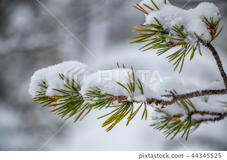 Snow-Covered Branch with Needles Close-Up Snow-Covered Branch with Needles Close-Up 44345525