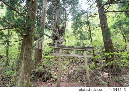Okinoshima Iwakura's Maast Cedar Okinoshima Iwakura's Maast Cedar 44345543