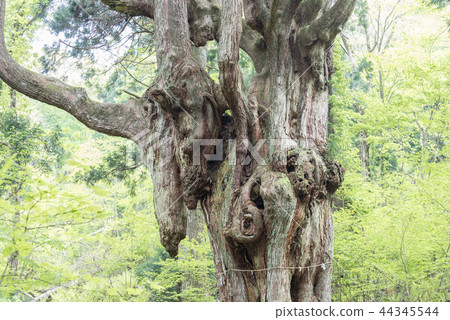 Okinoshima Iwakura's Maast Cedar 44345544