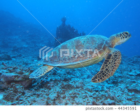 Green turtle leaving Green turtle leaving 44345591