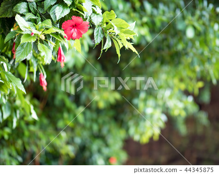 Hibiscus flower 44345875