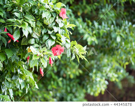 Hibiscus flower 44345878