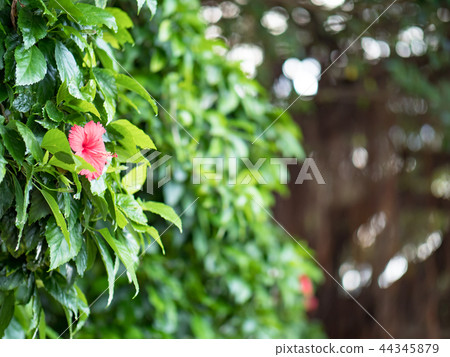 扶桑花 扶桑花 44345879