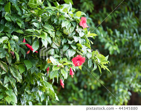 Hibiscus flower 44345880