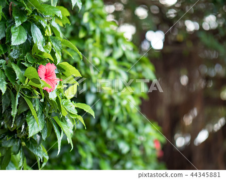 Hibiscus flower 44345881