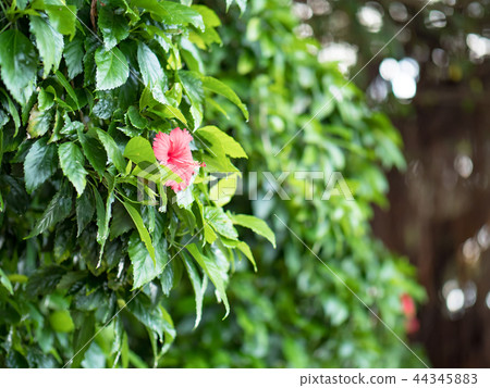 Hibiscus flower 44345883