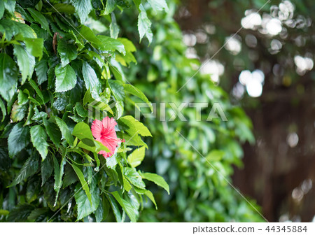 Hibiscus flower 44345884