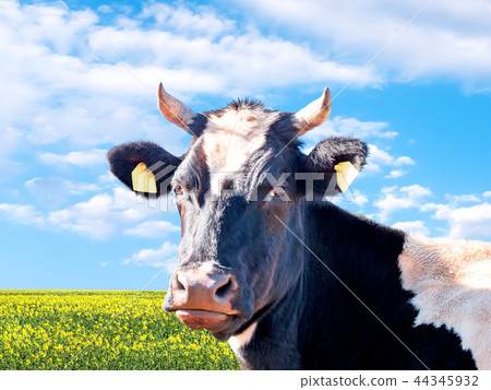 Whita and black cow on a summer pasture 44345932