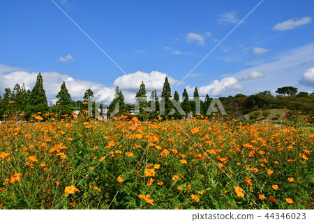  黃波斯菊 44346023