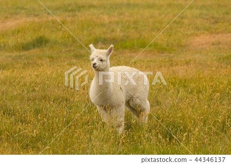 White cute baby alpaca playing over green glass White cute baby alpaca playing over green glass 44346137