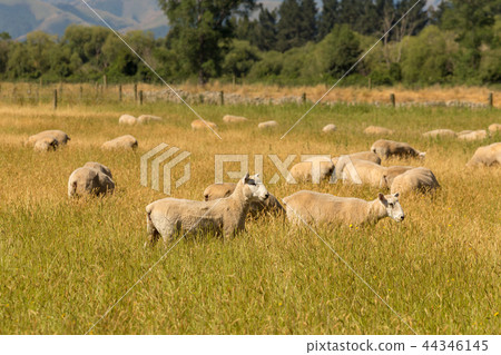 Sheep on green glass field 44346145