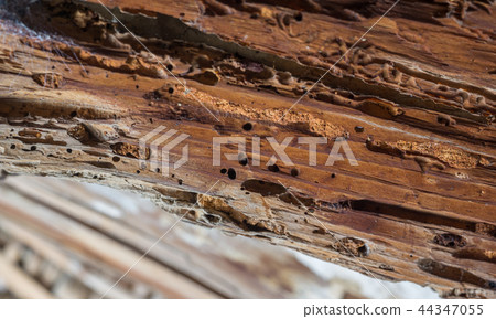 Old wooden beam affected by woodworm. Wood-eating larvae species beetle 44347055
