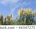 Pampasgrass and blue sky 44347275