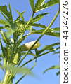 Field okra 44347276