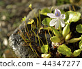 Water hyacinth flowers 44347277