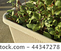 Planter's Handama 44347278