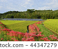 Cluster Flower, Rice Field and Solar Panel 44347279