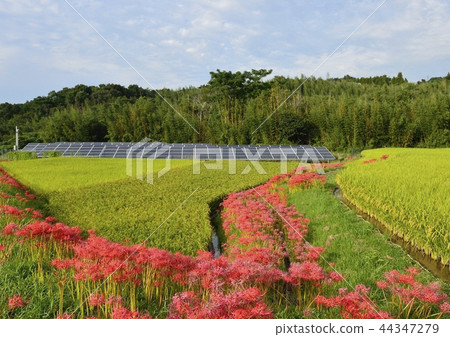 群花，稻田和太陽能電池板 44347279