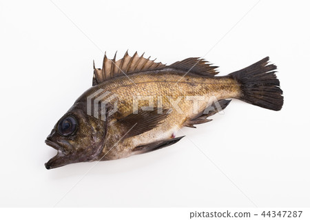 石斑魚 44347287