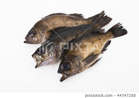 石斑魚 石斑魚 44347288