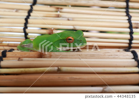 Moria gull frog Moria gull frog 44348135