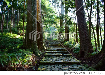 Kumano Kodo Daimonzaka Nachiyama Stone steps / near Dotoishi (Wakayama Prefecture Tohaku-gun Nachi Katsuura-cho) 44348136