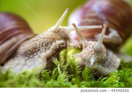Helix pomatia also Roman snail, Burgundy snail Helix pomatia also Roman snail, Burgundy snail 44348268