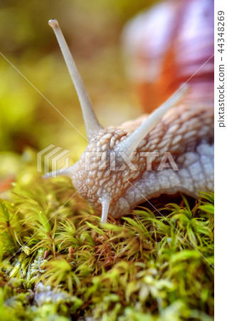 Helix pomatia also Roman snail, Burgundy snail Helix pomatia also Roman snail, Burgundy snail 44348269