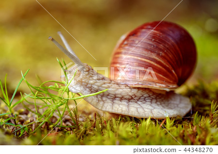 Helix pomatia also Roman snail, Burgundy snail Helix pomatia also Roman snail, Burgundy snail 44348270