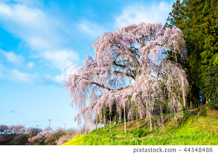 福島縣二松本市戰場的垂枝櫻花 44348486