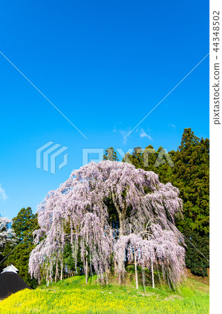 Weeping cherry blossoms of the battlefield of Nihonmatsu City, Fukushima Prefecture 44348502