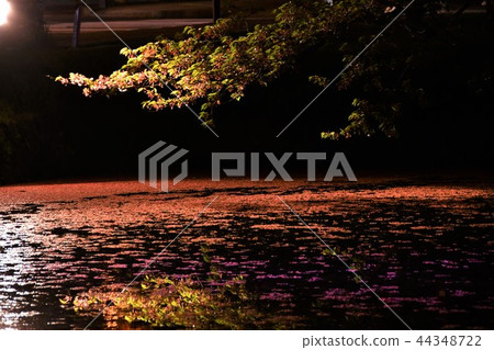 Cherry blossoms at night 44348722
