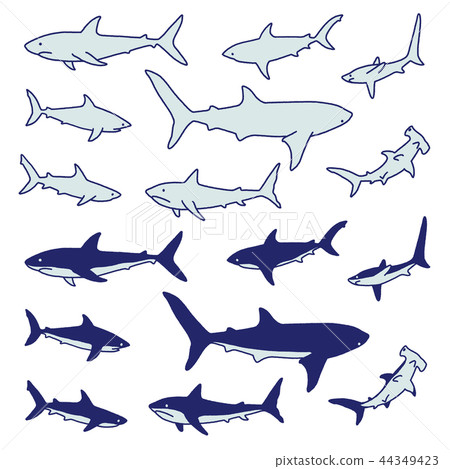 Shark Illustration, 44349423