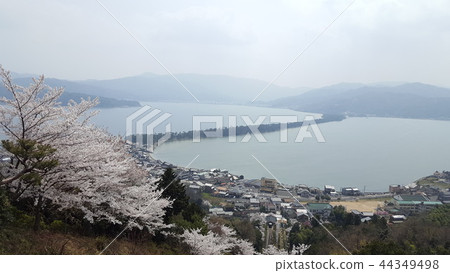 Amanohashidate Spring Cherry Blossoms Outlook Amanohashidate Spring Cherry Blossoms Outlook 44349498